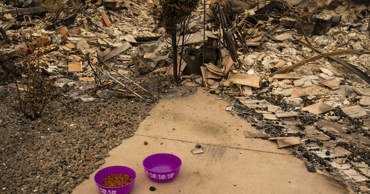 Two purple pet bowls, one filled with food and another with water, are resting on the ground surrounded by ash and the charred remains of a wildfire. 
