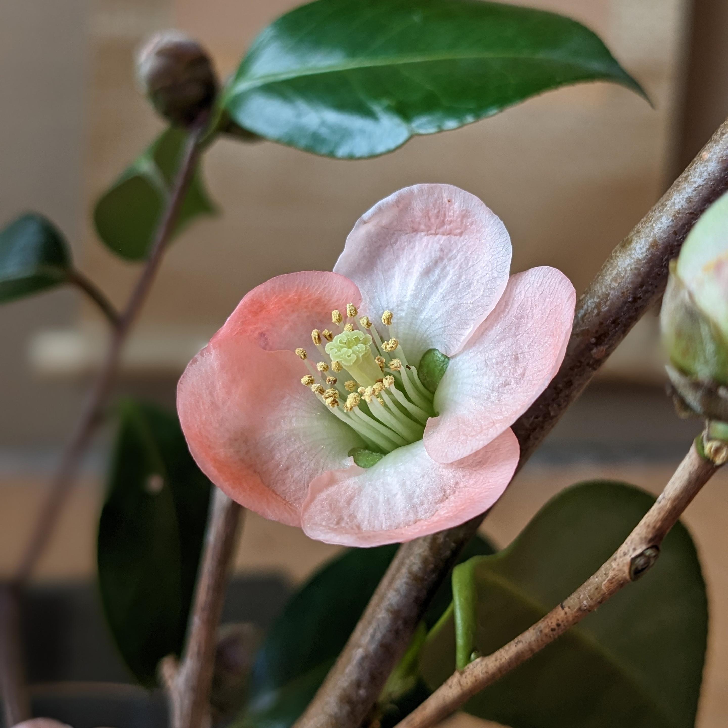 In spring a great variety of trees flower at the same time, making it more than a little confusing which types of blossom you are looking at.
