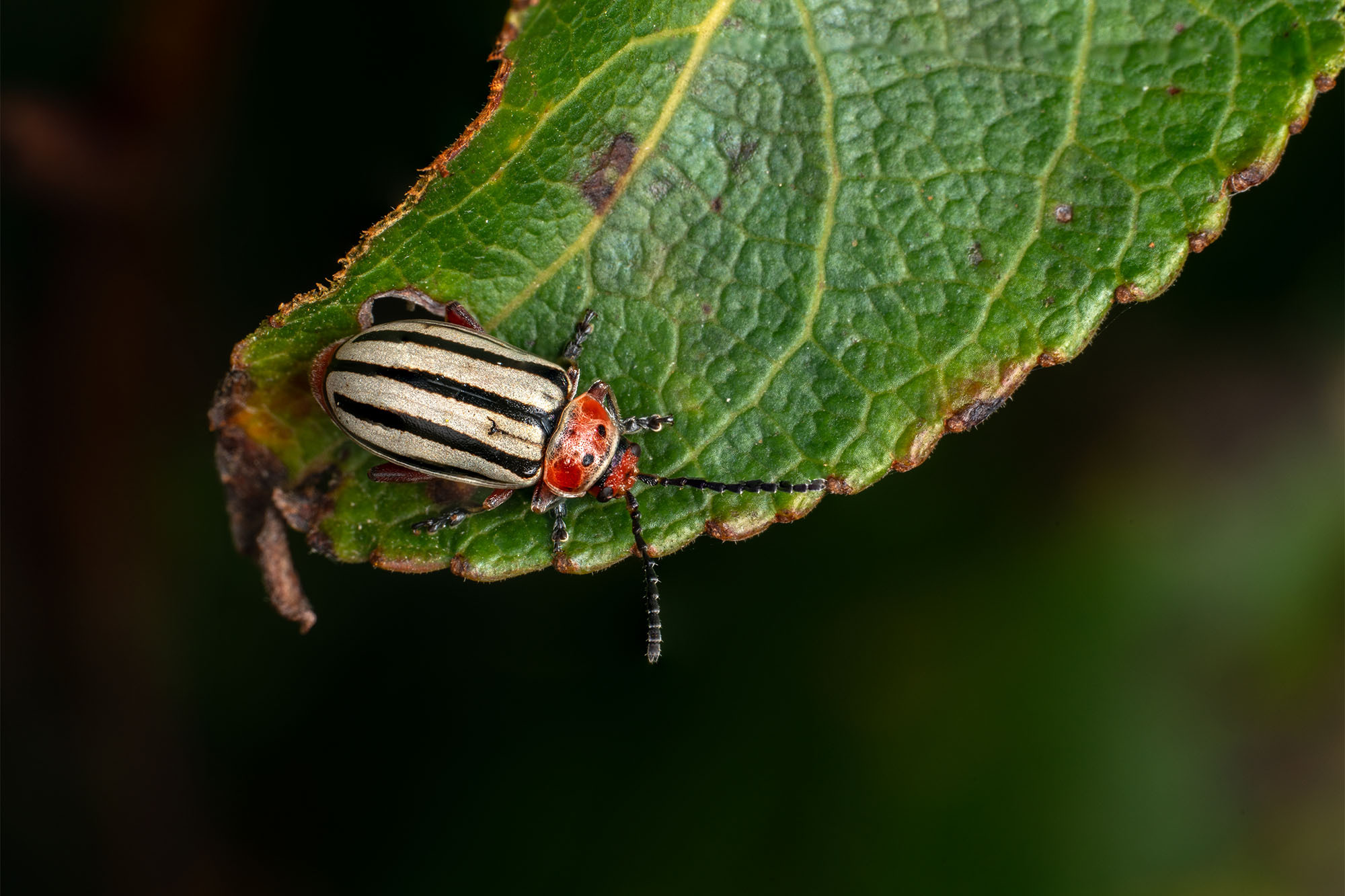 À la découverte des espèces d’insectes du Québec