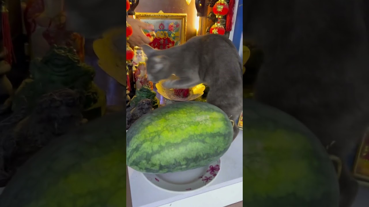Ông Thần Tài hổng có dui nha chị Mèo..bã lì thấy sợ luôn🤣
