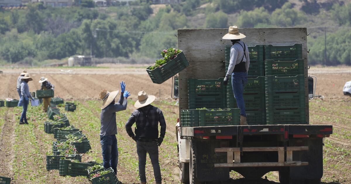 ARCHIVO - Trabajadores agrícolas recolectan verduras, el 12 de junio de 2025, en Moorpark, California. (AP Foto/Damian Dovarganes)