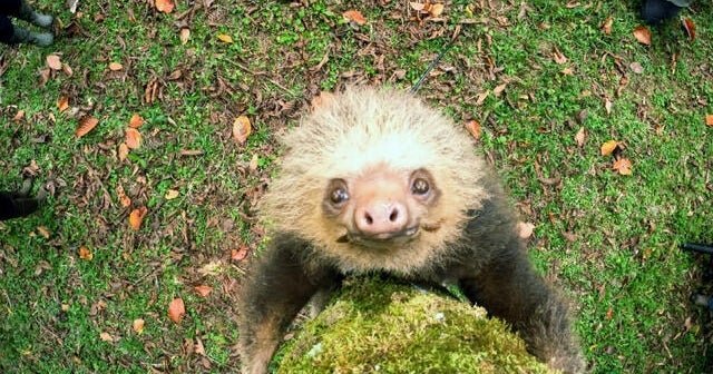 How sloths survive, thrive as nature’s couch potato | 60 Minutes