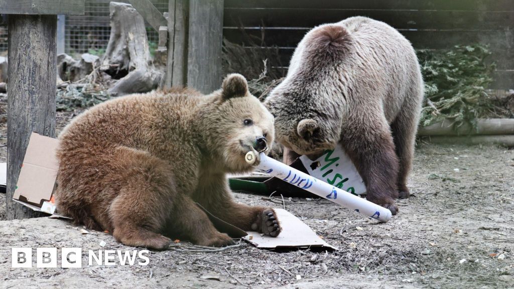 Two bears play with cardboard and paper with trees seen in the background