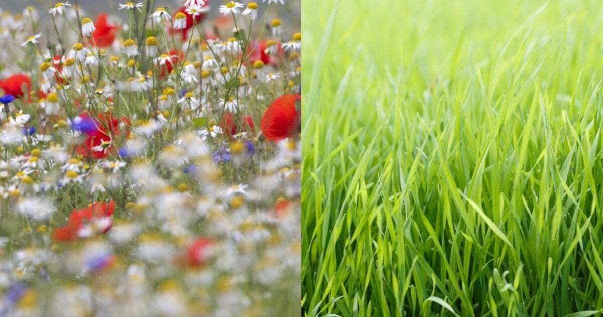 Geteiltes Bild, links Blumenwiese, rechts reines grünes Gras.