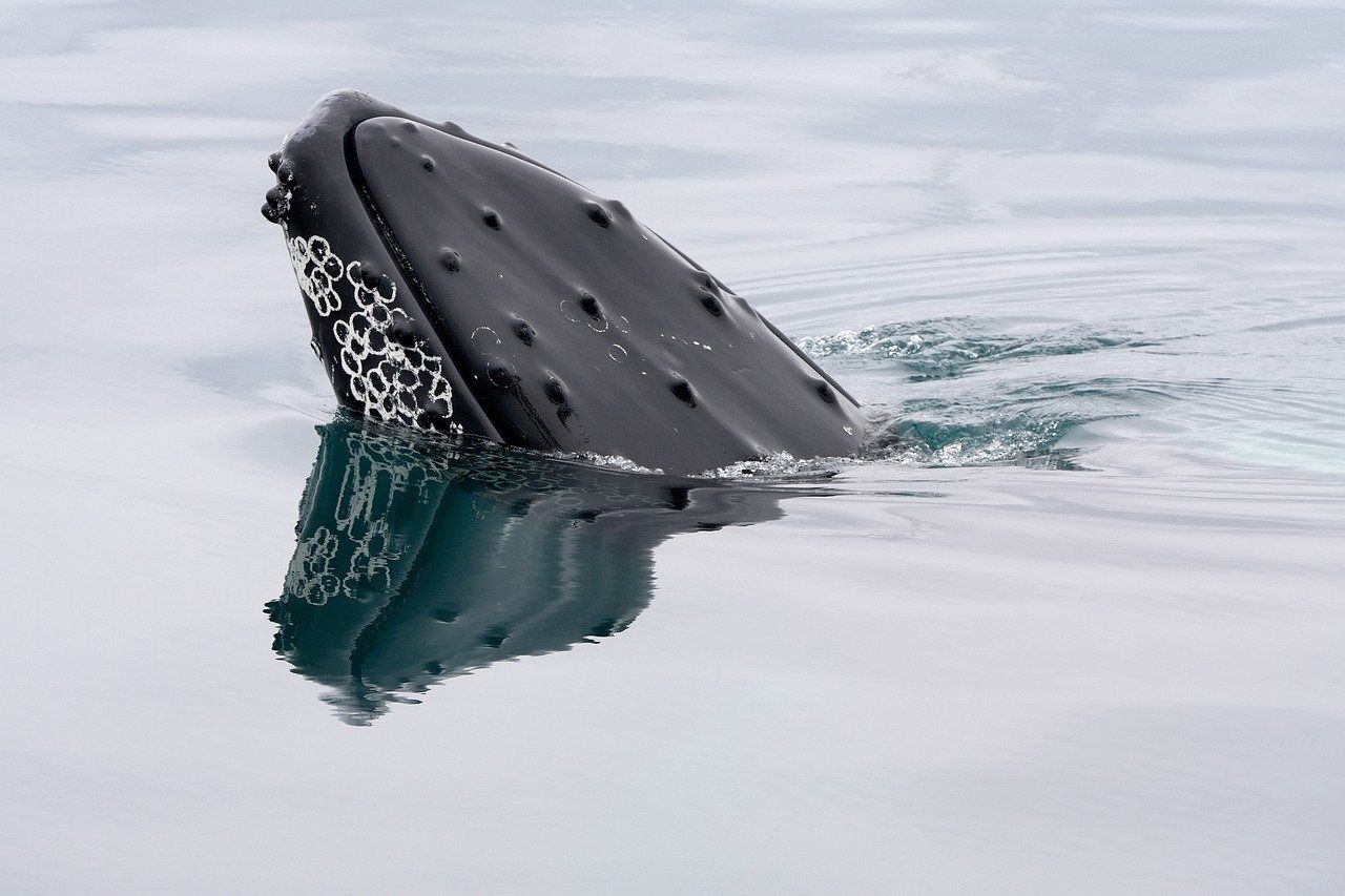Whales. (makabera/Pixabay)