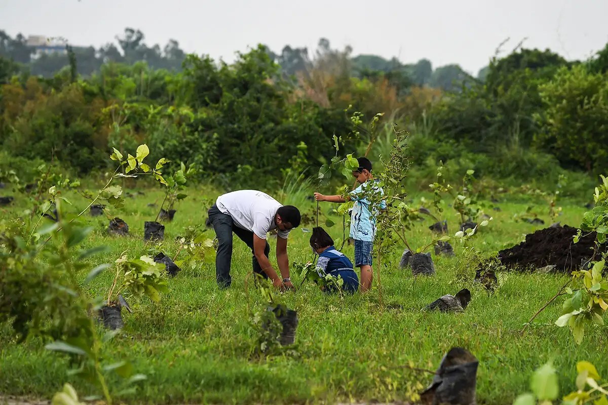 Hull Tree Drive Plants 368,000 Saplings To Combat Climate Crisis