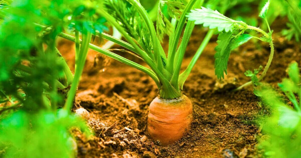 Carrots will grow bigger if you avoid 1 common gardening mistake in July