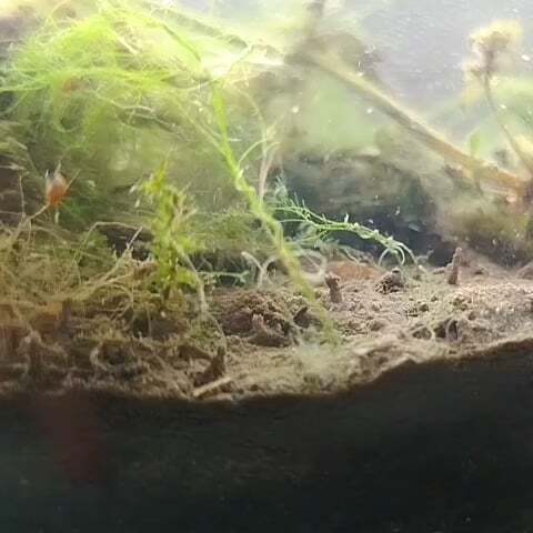 These guys have been partying in my jar for a week now, does anyone know what they are?
