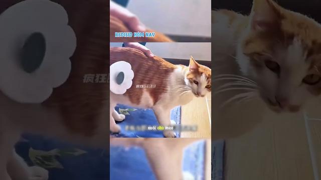 Bạn Đã Thấy Mèo thần tài thật ngoài đời chưa ? Xem xong thử tìm 1 chú mèo hoang về đặt trước cửa nhé