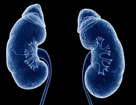 New genetic marker improves kidney transplant match predictions