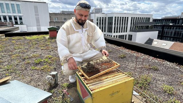 Abeilles : le miel des villes est réputé mais pas question de placer des ruches n’importe où !