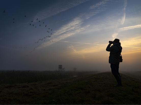 Flocks of cranes fly over wildlife guide Günther Hoffmann at sunrise in the Oder Delta.