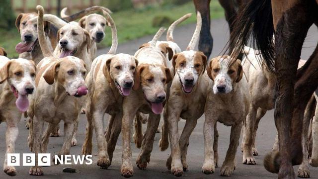A pack of hunting hounds - about 10 of them are in the frame - close to the hooves of a horse, running along a tarmac road. The dogs are white and tan and most of them have their pink tongues hanging out. A pack of hunting hounds - about 10 of them are in the frame - close to the hooves of a horse, running along a tarmac road. The dogs are white and tan and most of them have their pink tongues hanging out.