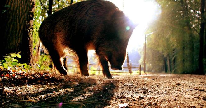 Städte warnen vor der Afrikanischen Schweinepest