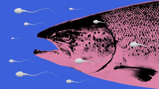 Salmon fish swimming with sperm