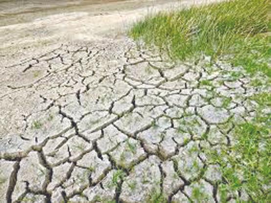 Should we fight climate change by re-engineering life itself?
