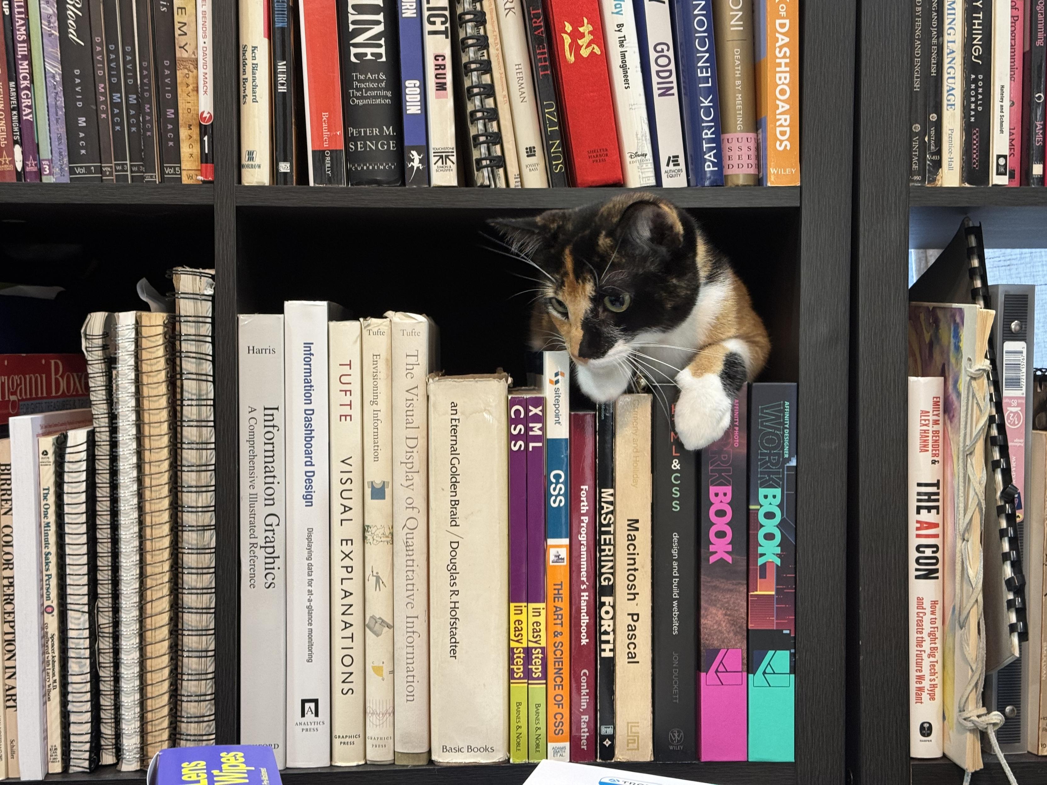 A calico kitten hiding behind some books on a bookshelf she is emerging from behind them and looking at something on the floor