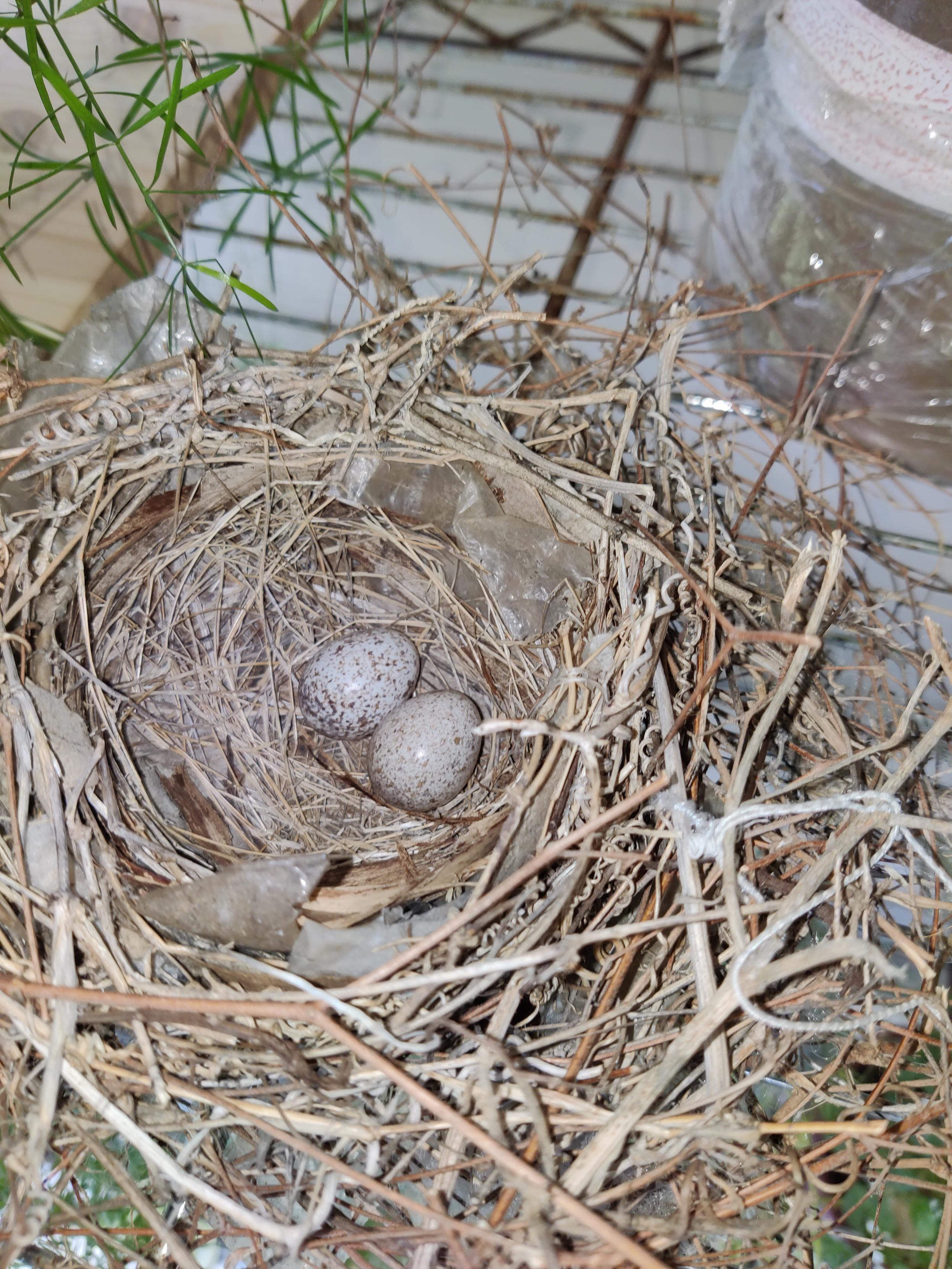 Two freshly laid eggs of Northern Cardinal (Cardinalis Cardinalis) in the nest.