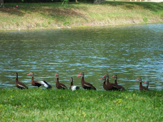 10 black bellied whistle ducks by the pond. They are looking at me and saying are you really going to try to cut this grass?