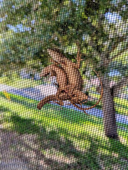 2 anoles mating on the screen for the door to our front porch.