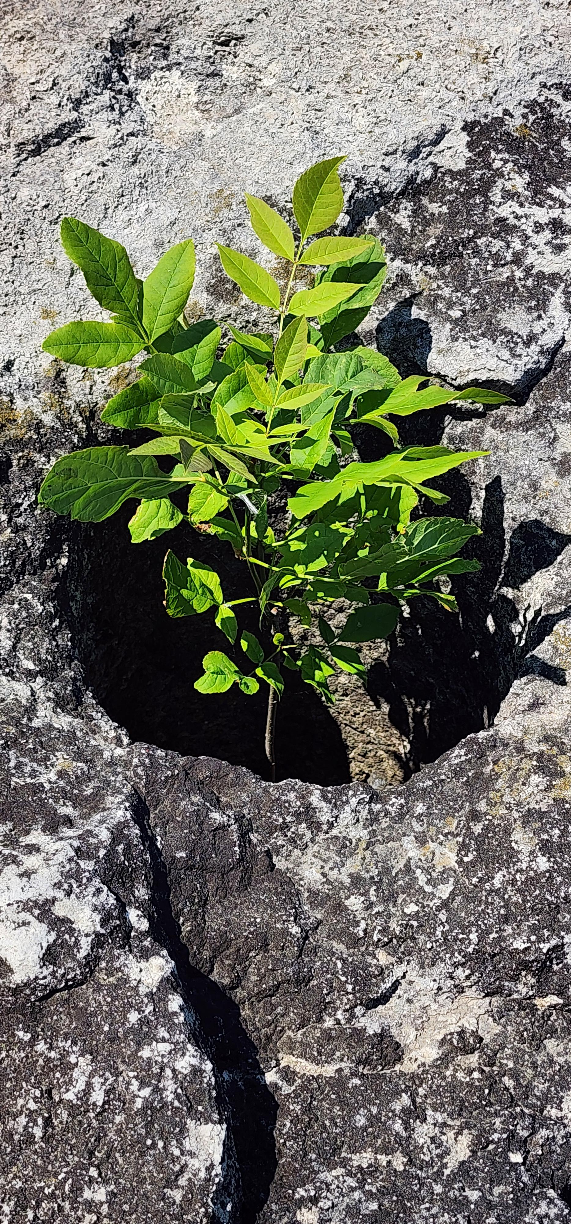 Photo of what I think is a green ash growing out if a hole in a large rock. The rock is part of a breaker at a bluffers beach.
