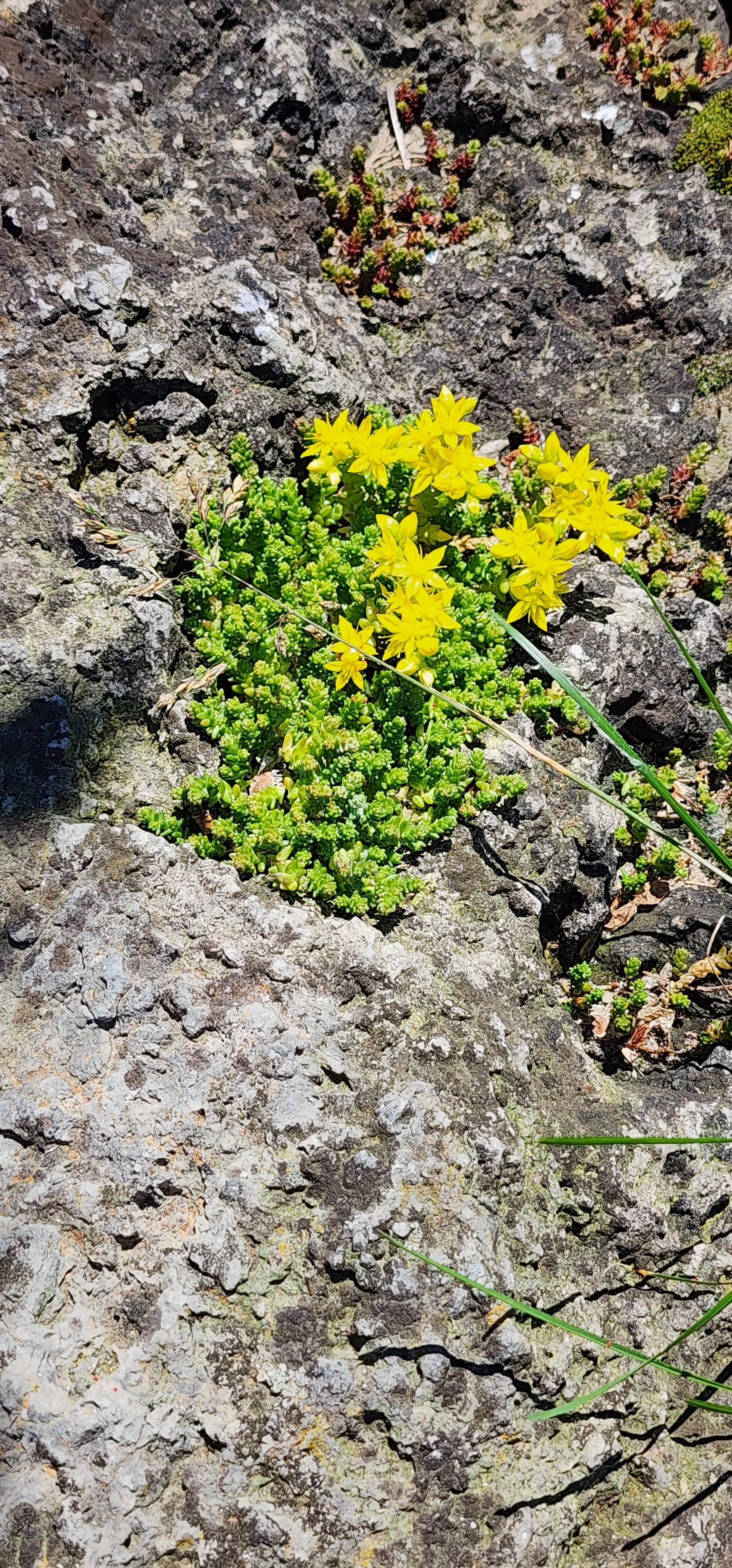Photo of stonecrop succulent, maybe ice plant?, growing, and blooming yellow on a large rock, also part of the same breaker.