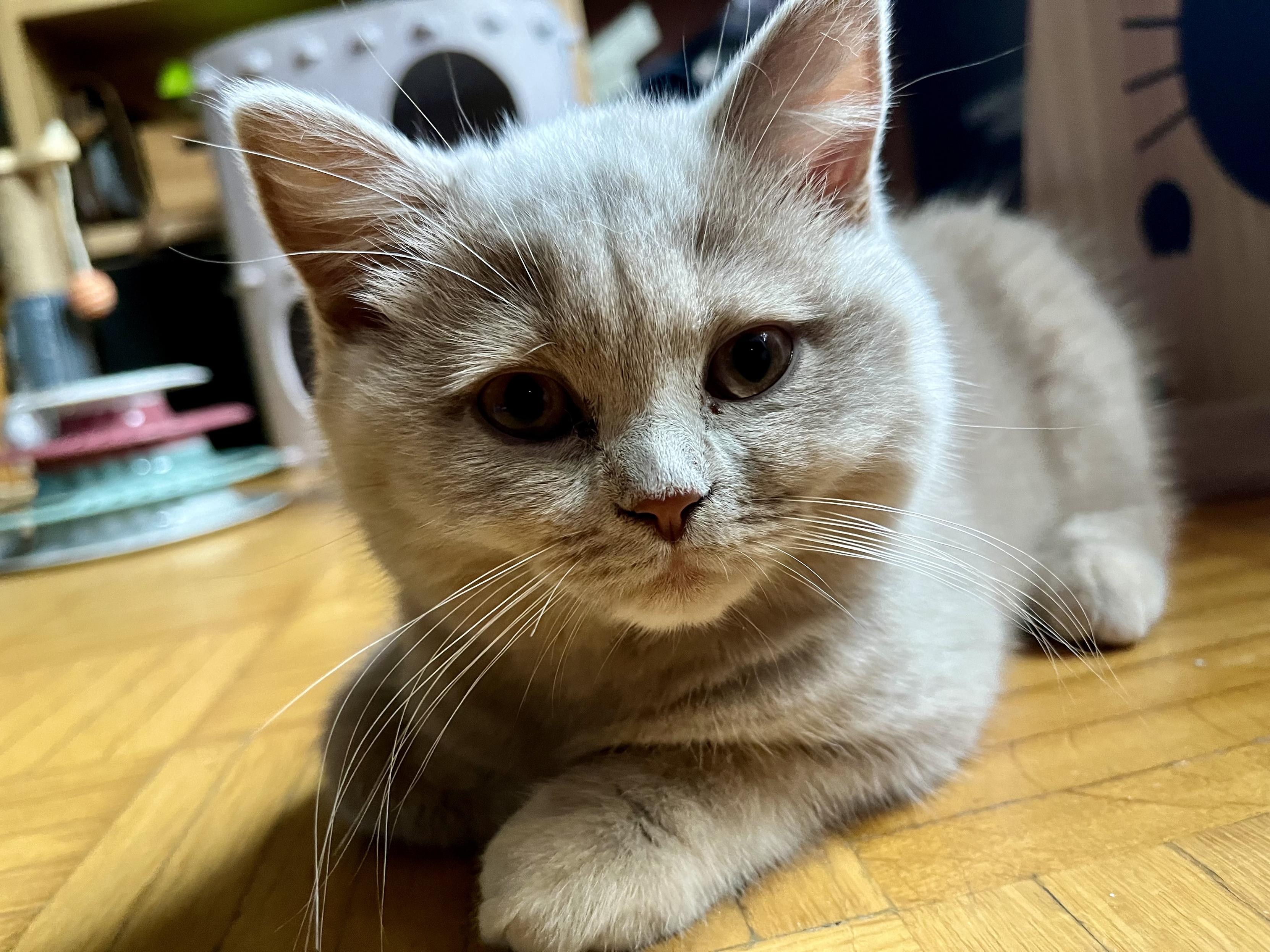 cat