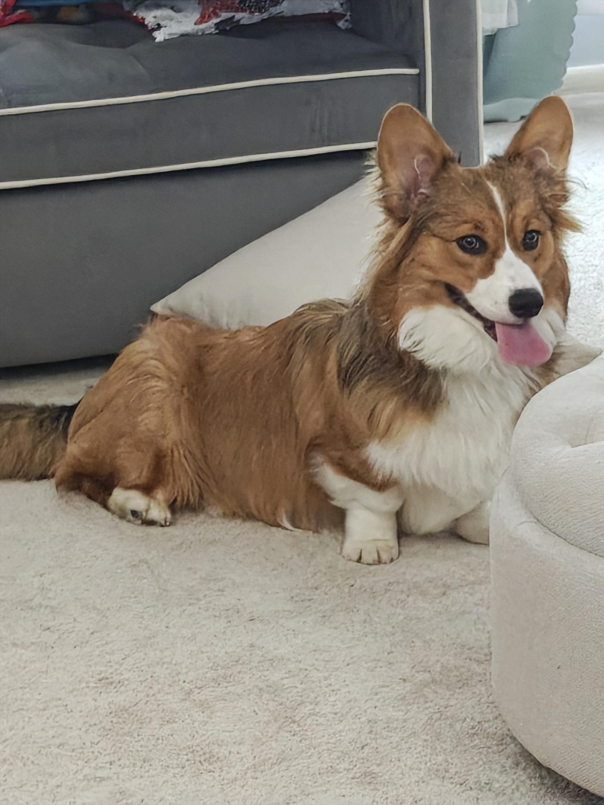 A fluffy corgi looking to the side of the camera, with his tongue lolling out