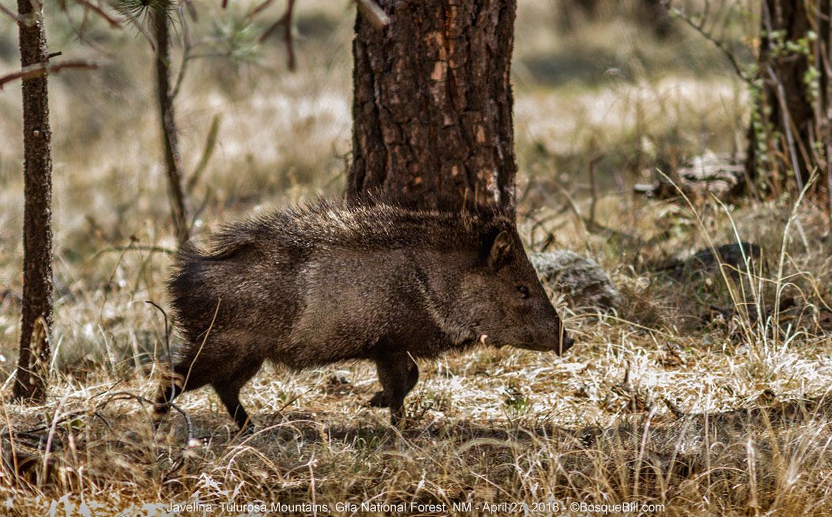 A pig-like ungulate is crossing in front of the camera. It is dark brown with paler side and long bristles on its back; triangular head with snout. It is walking in a sparkly wooded dry forest of pine trees.
©BosqueBill.com