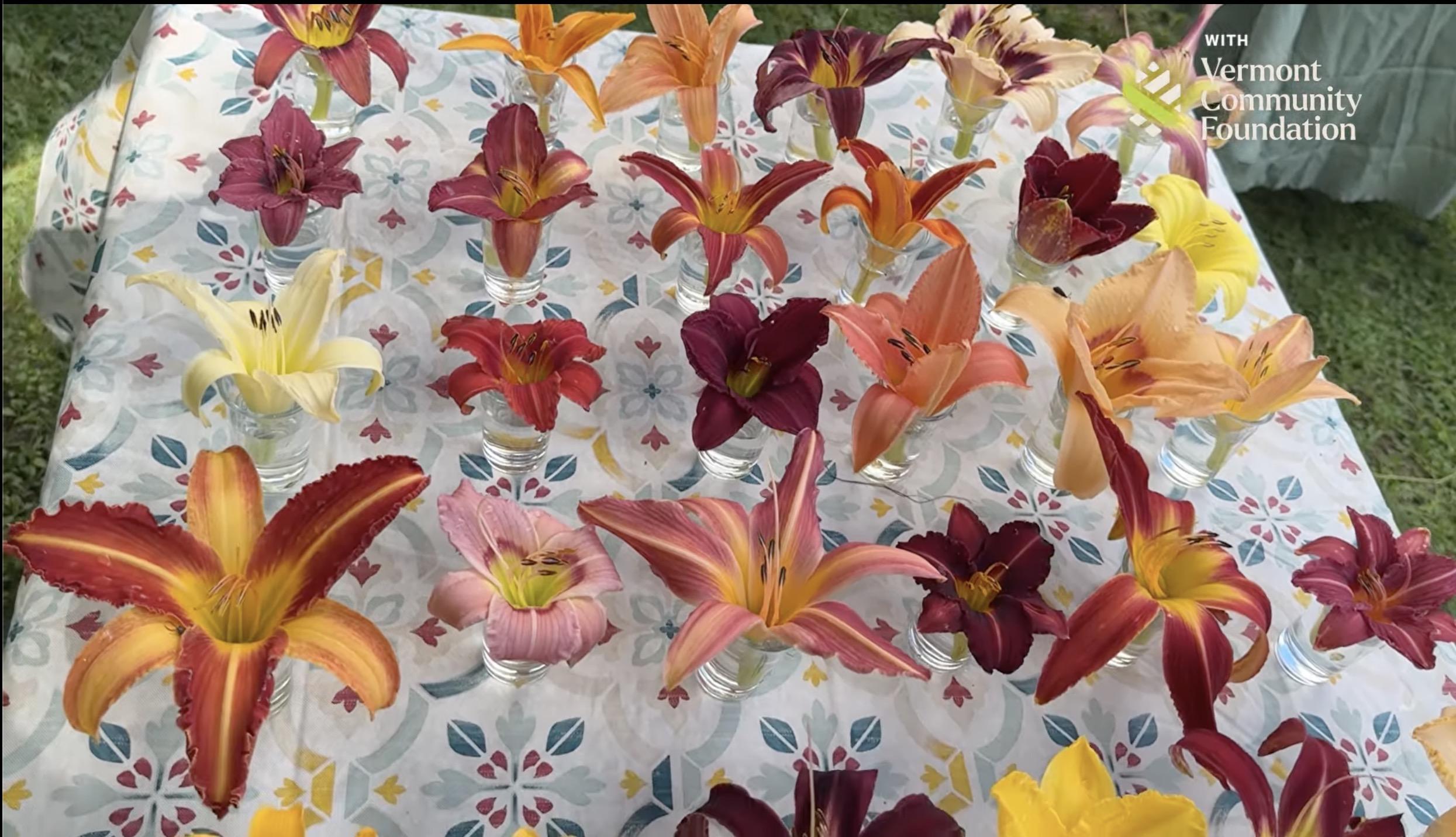 A table with a wide selection of daylily hybrids.