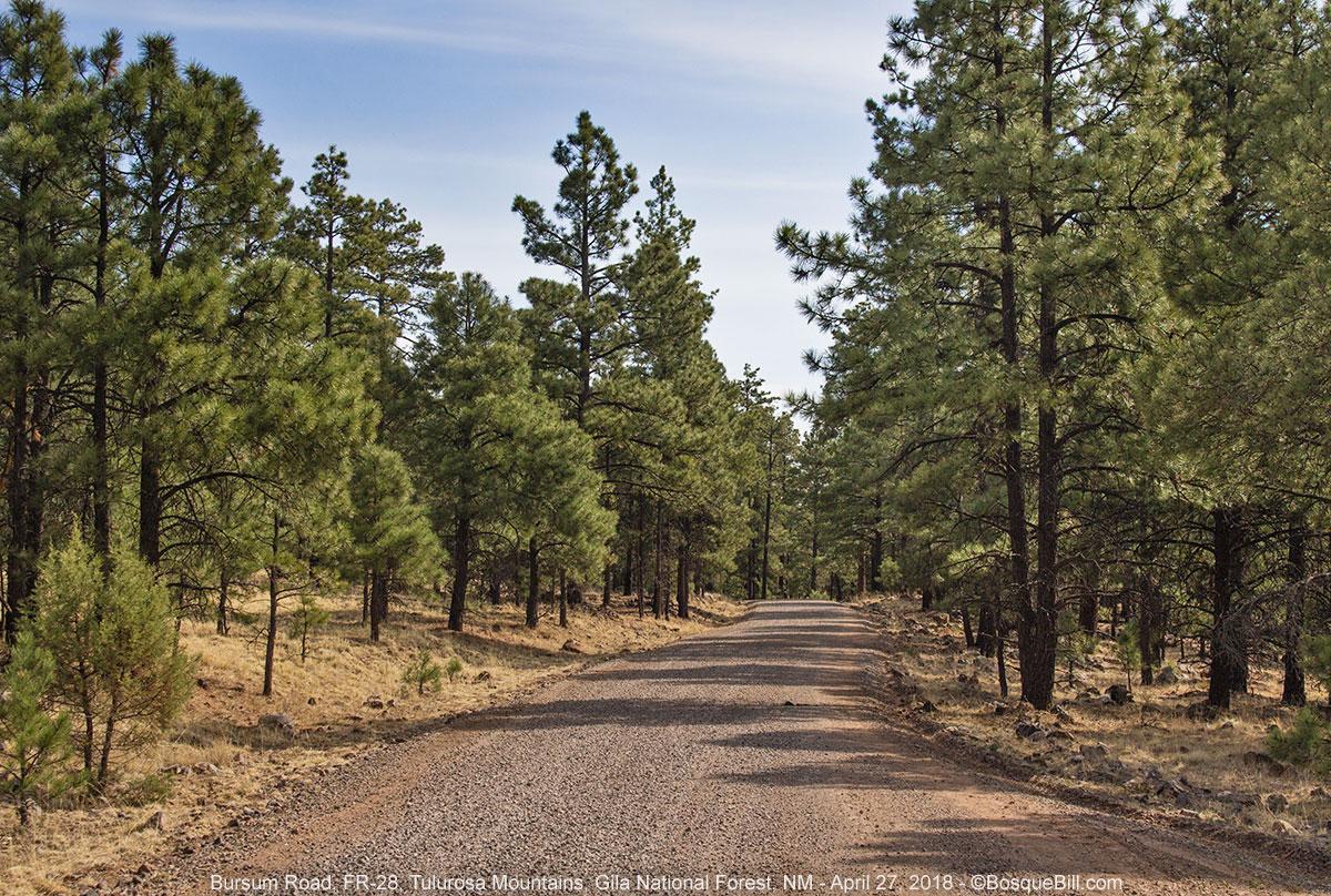 A gravel road runs from the bottom of the photo to the middle surrounded on both sides by small to medium sized Ponderosa pine trees. High clouds.
©BosqueBill.com