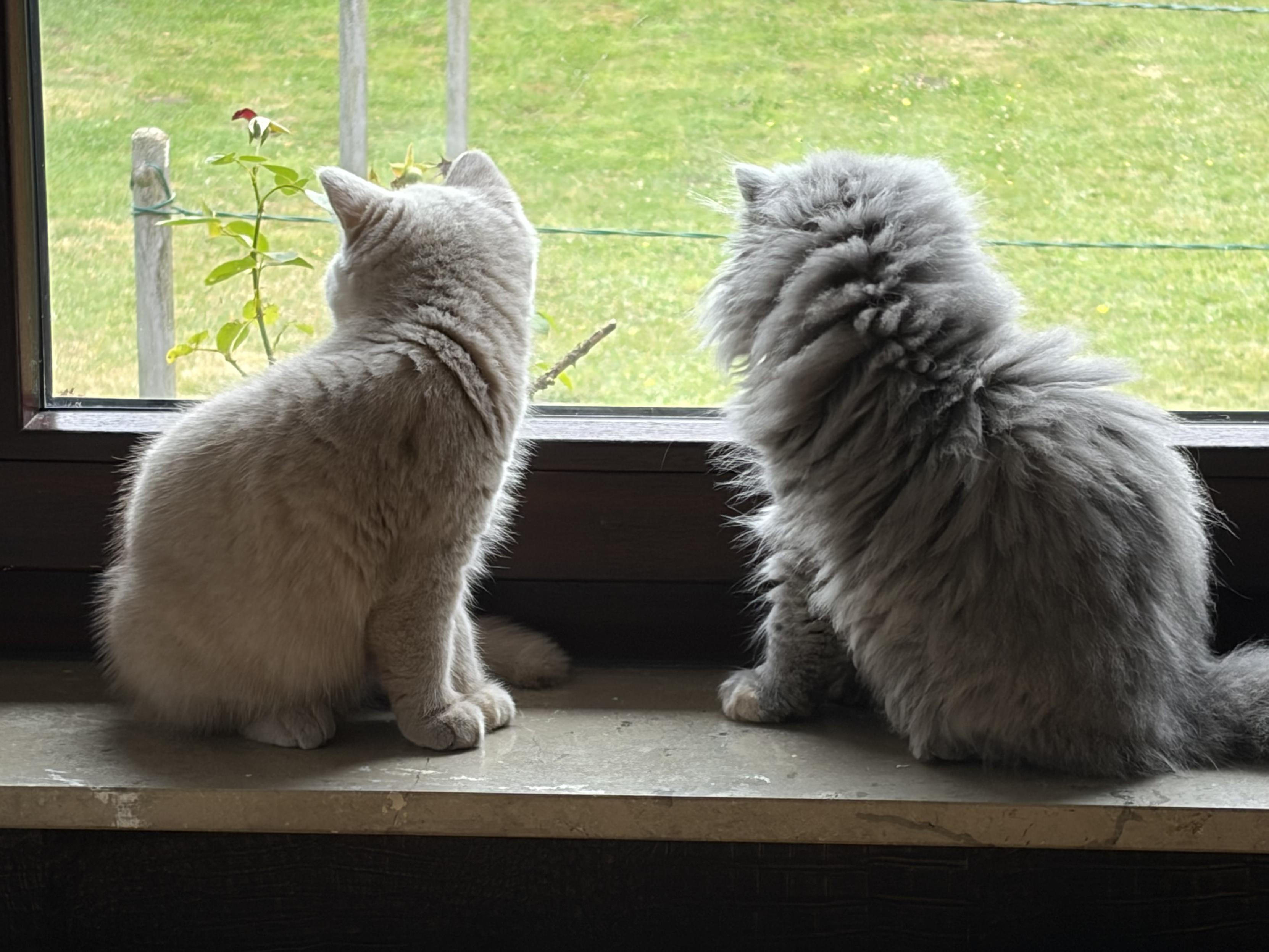 cats at window
