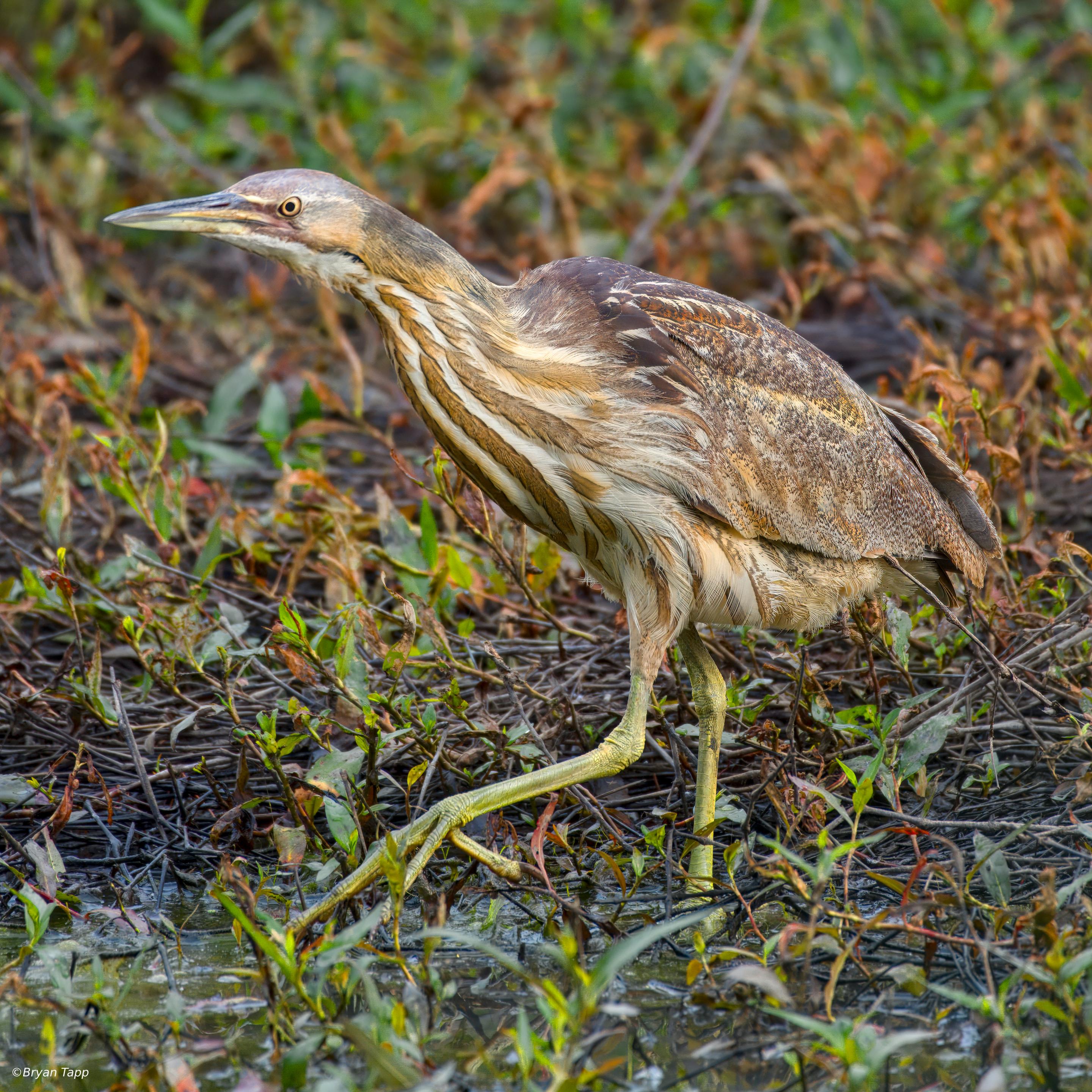 Cryptically colored American Bittern hunting in shallow water of the marsh.