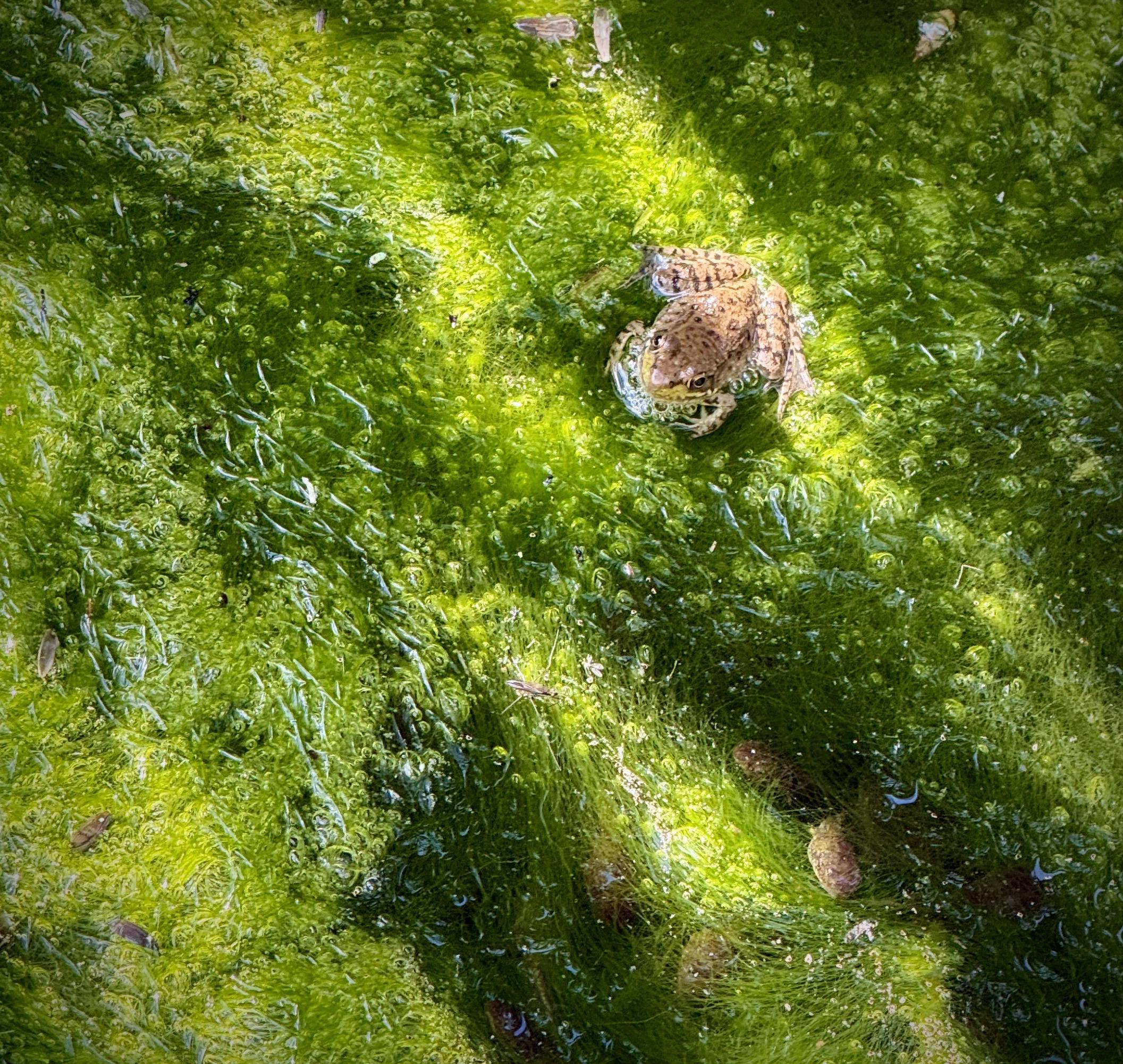 Tiny frog from this year's (early) batch rests on bubbly algae with streaks of sunlight illuminating it. Below, poking little noses out of the green growth, are a handful of tadpoles. A few inches in front of the frog is a water skimmer bug.