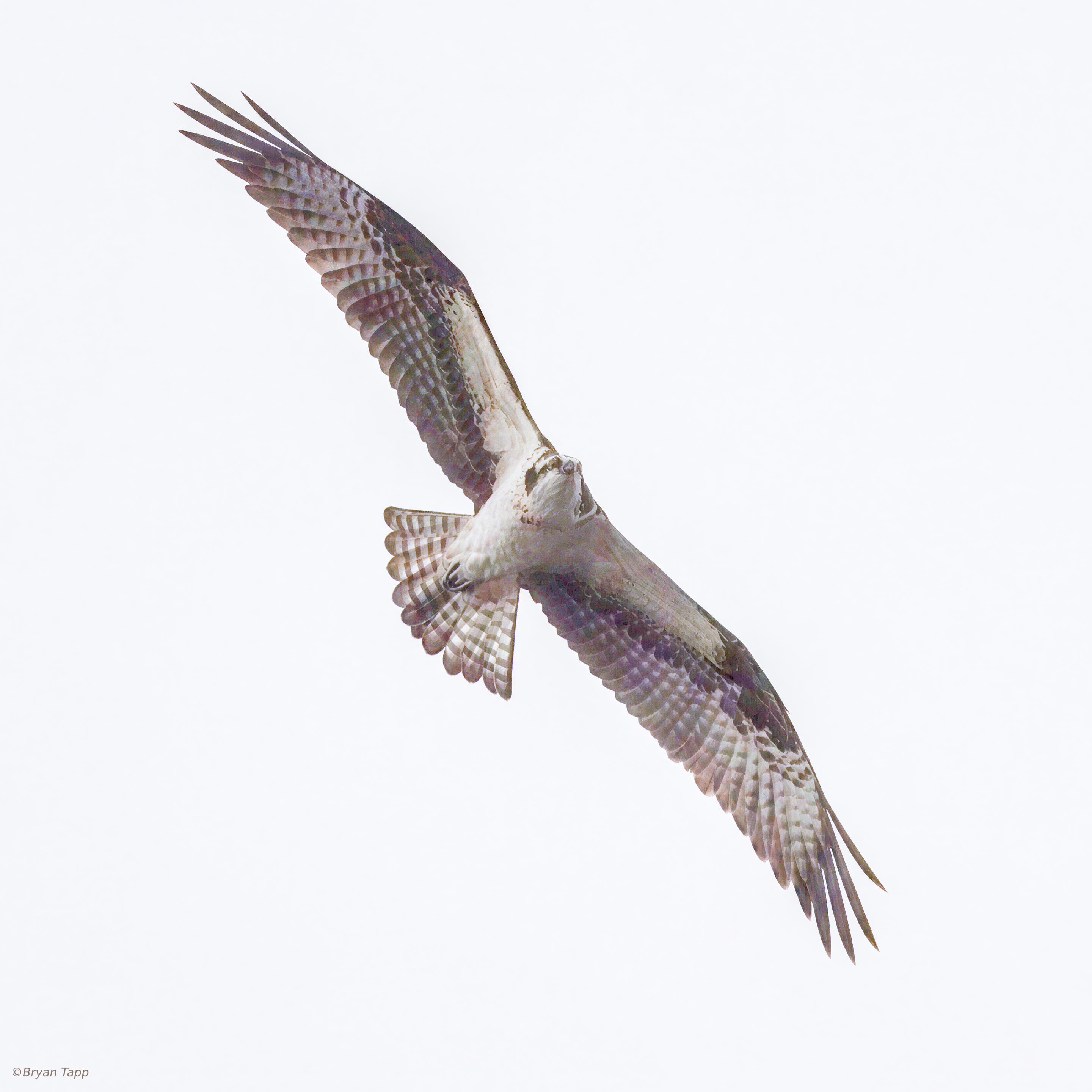 Large dark brown and white raptor with a curved bill, light underwings and large talons.  This is an Osprey.  They will dive for fish.  Locally they have to fight Eagles to keep the fish they capture.  This is a truly global bird - https://birdsoftheworld.org/bow/species/osprey/cur/distribution

https://birdsoftheworld.org/bow/species/osprey/cur/introduction