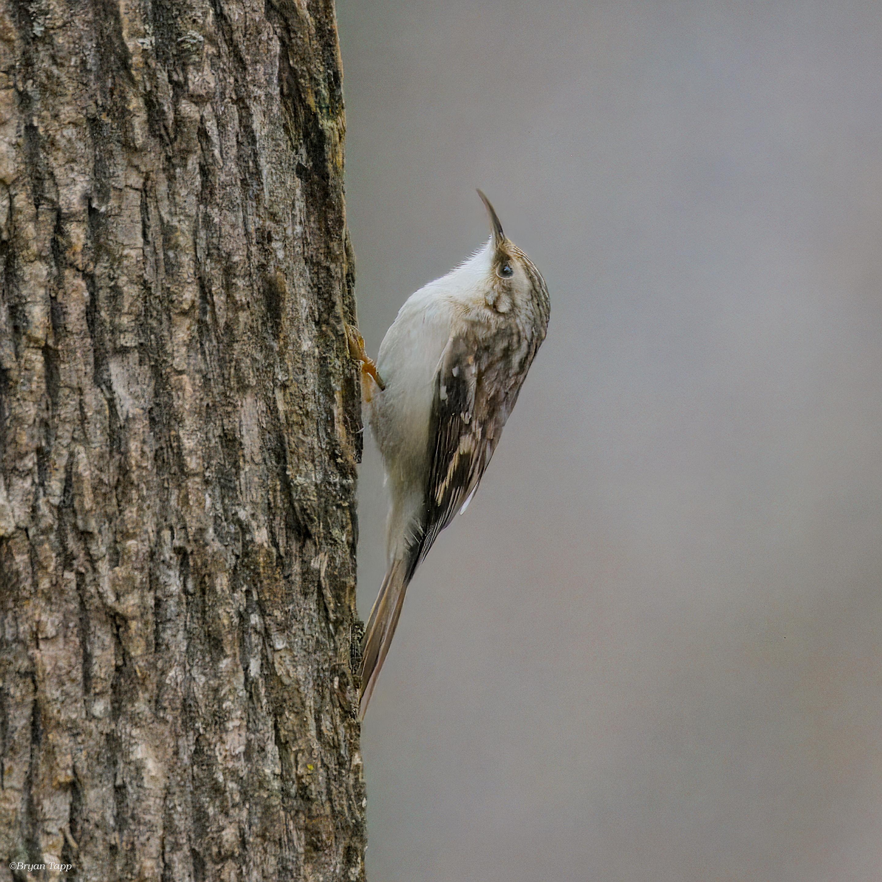 A small tree creeper/songbird that slowly creeps up tree trunks in search of food in the winter.  White chest and dark brown wings.  The long bill curves downward to help capturing insects.  This is a winter bird for us so having on here in the heat of summer is very unusual.

https://birdsoftheworld.org/bow/species/brncre/cur/introduction