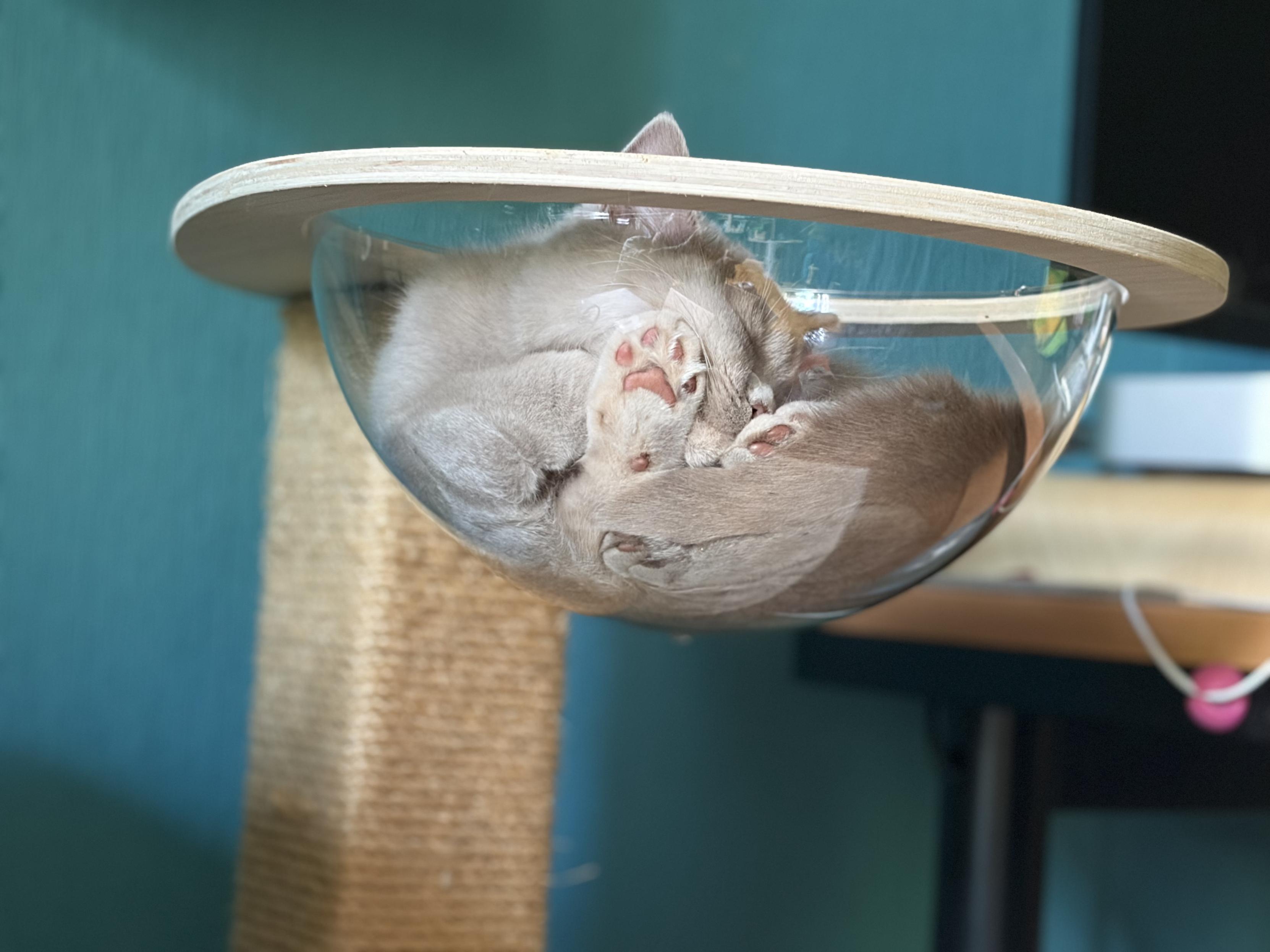 cat takes a nap in a bowl