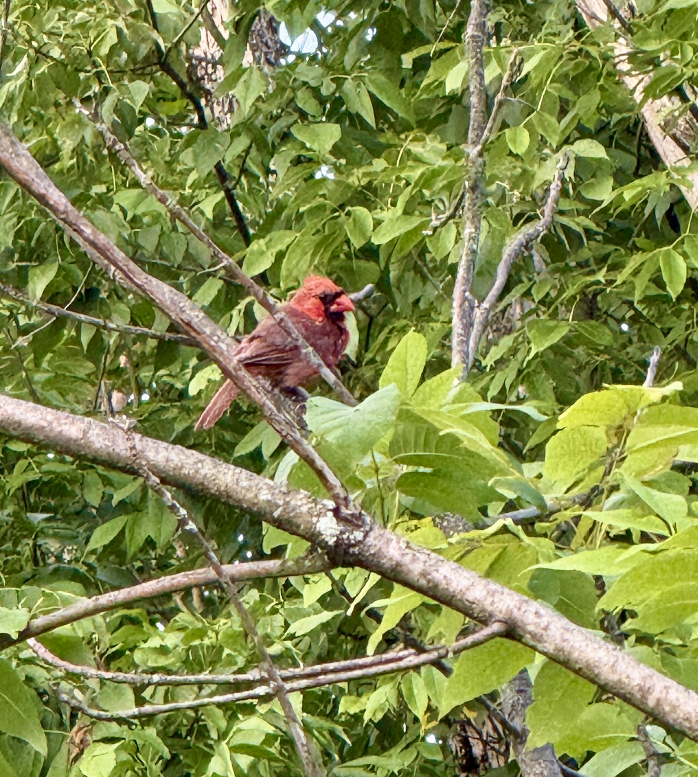 A Cardinal with bright red head and beak but everything else rather dull. Didn’t seem paranoid like most adult male Cardinals.