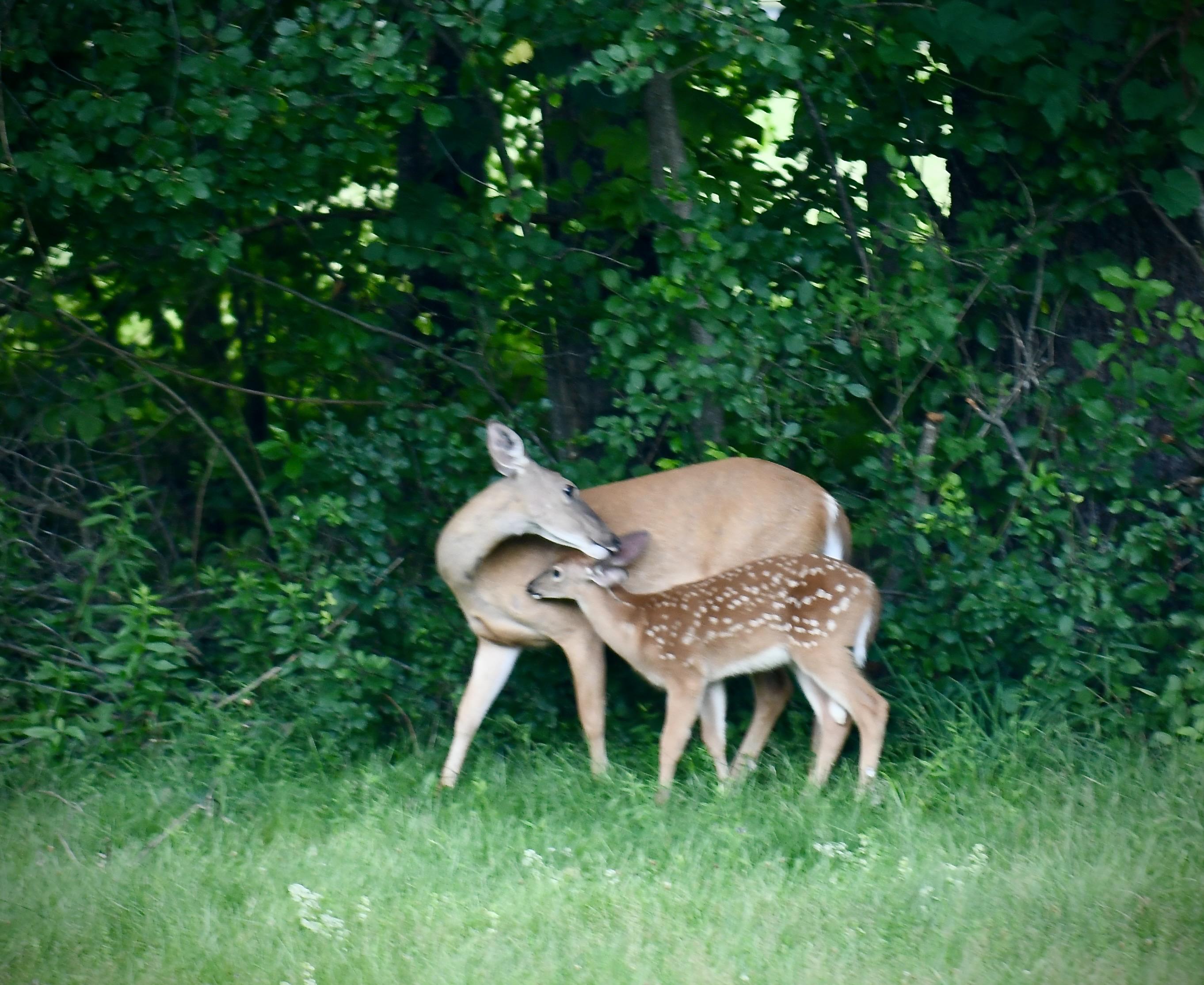 Evening in the backyard as mom and her two fawns are walking through. One of the fawns comes close to mom and it looks like she is licking its ear, maybe smoothing down a cowlick. Fawn has darker brown coat on side and back with lots of white spots, mom is light tan. Behind them a thicker section of dark woods.
