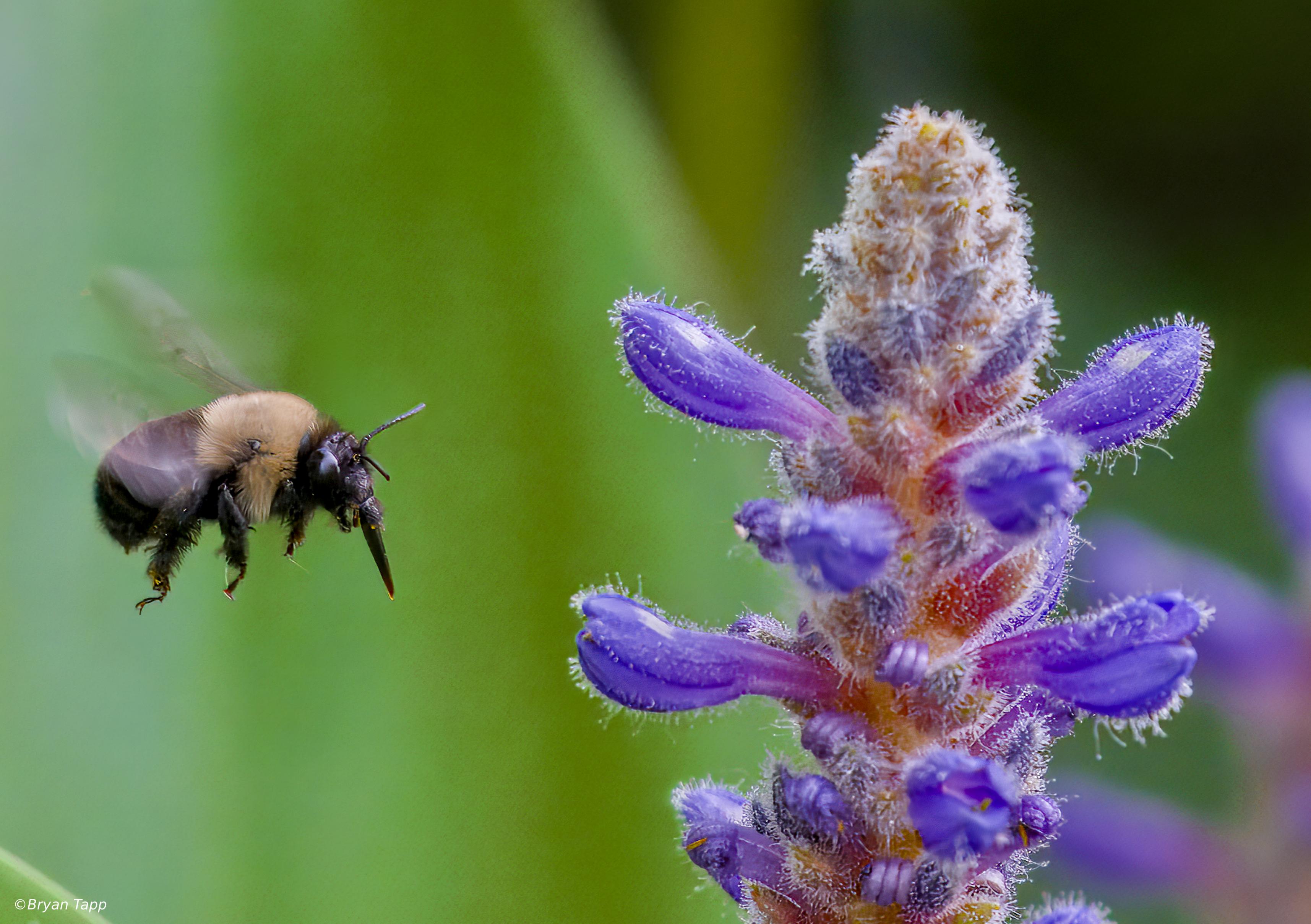 Solitary bee and Pickerelweed.

#DarkTable