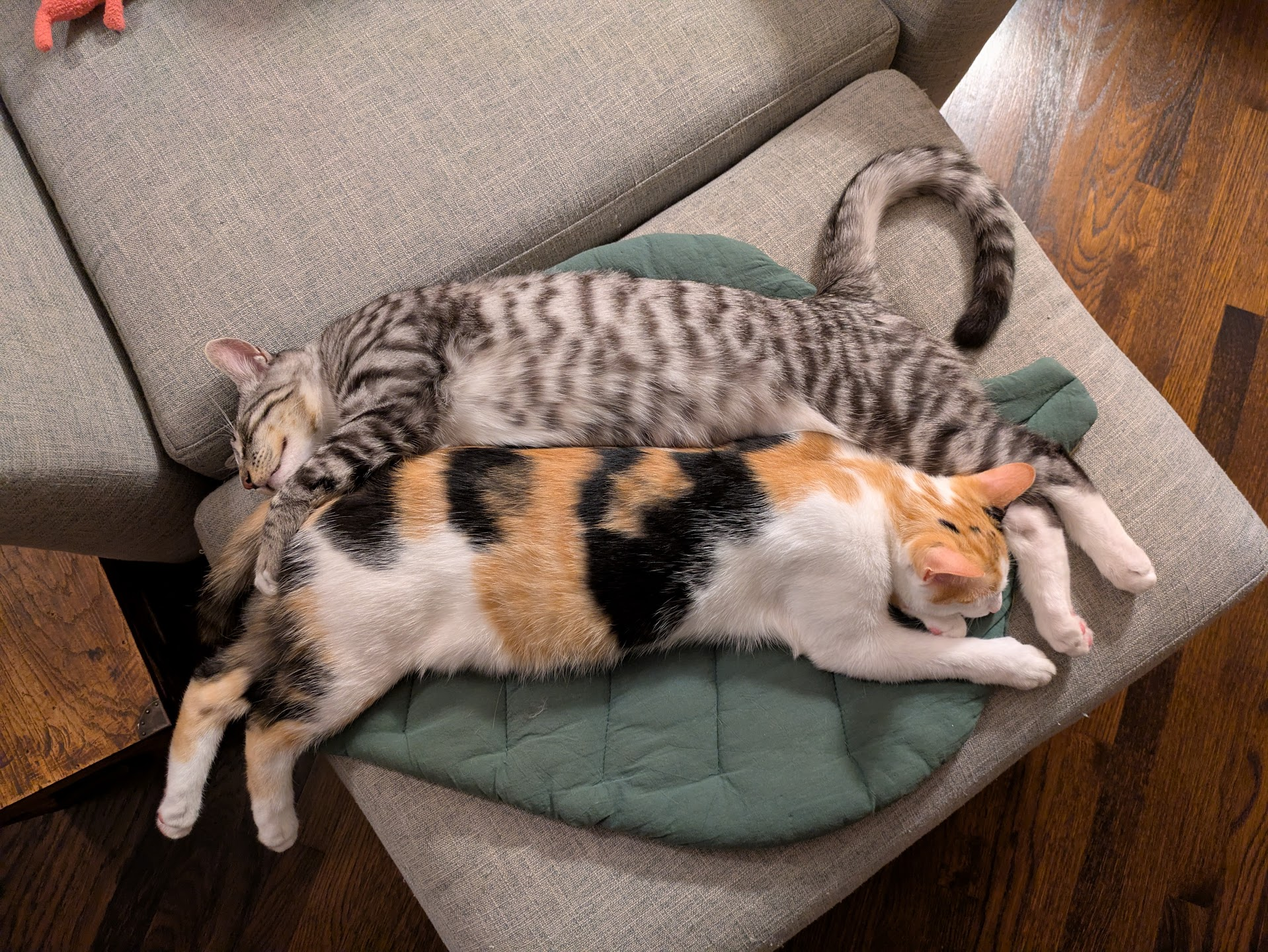 Two cats.