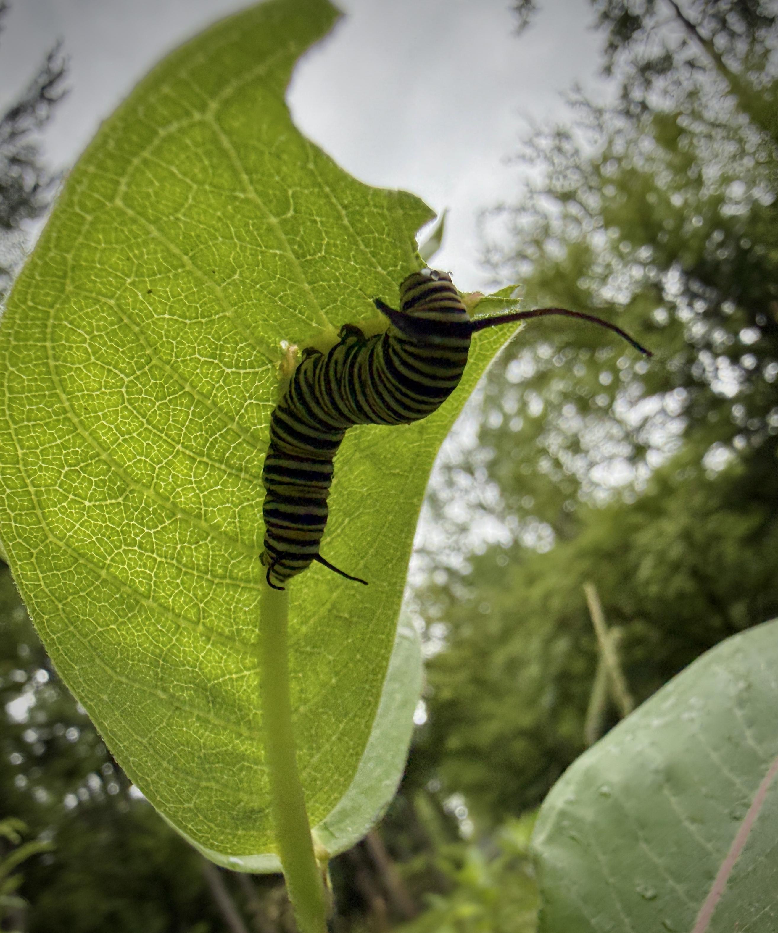 Underside of milkweed where I found a busy caterpillar starting off the day's breakfast despite raindrops on its nose.