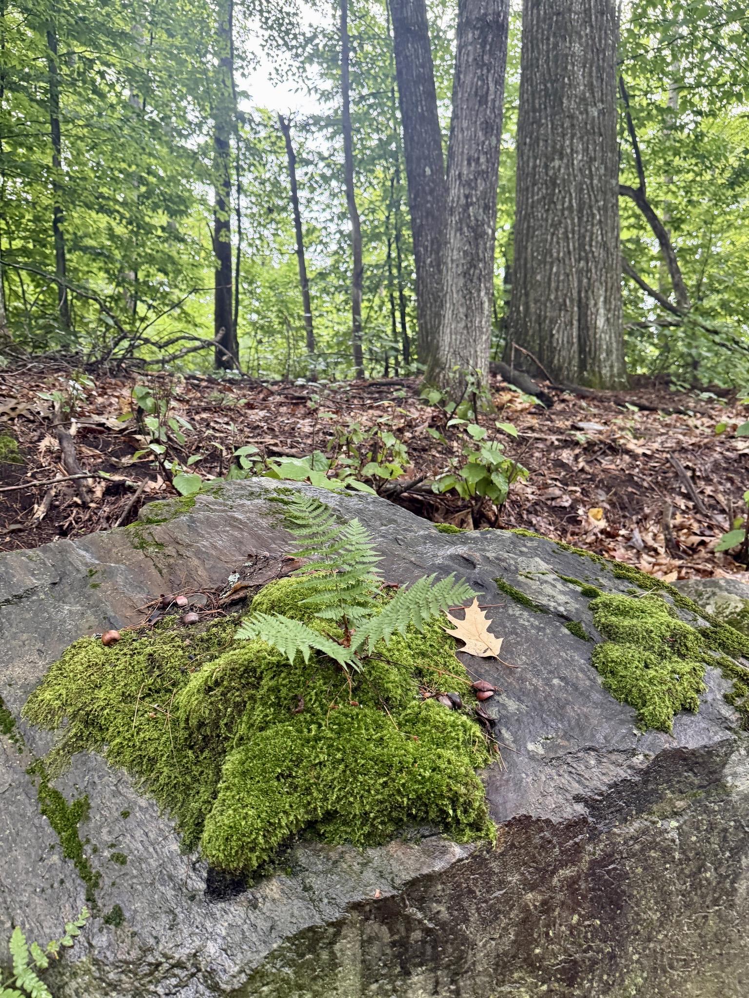 Big rock on side of road with a think pelt of moss which has a small fern growing out of it.