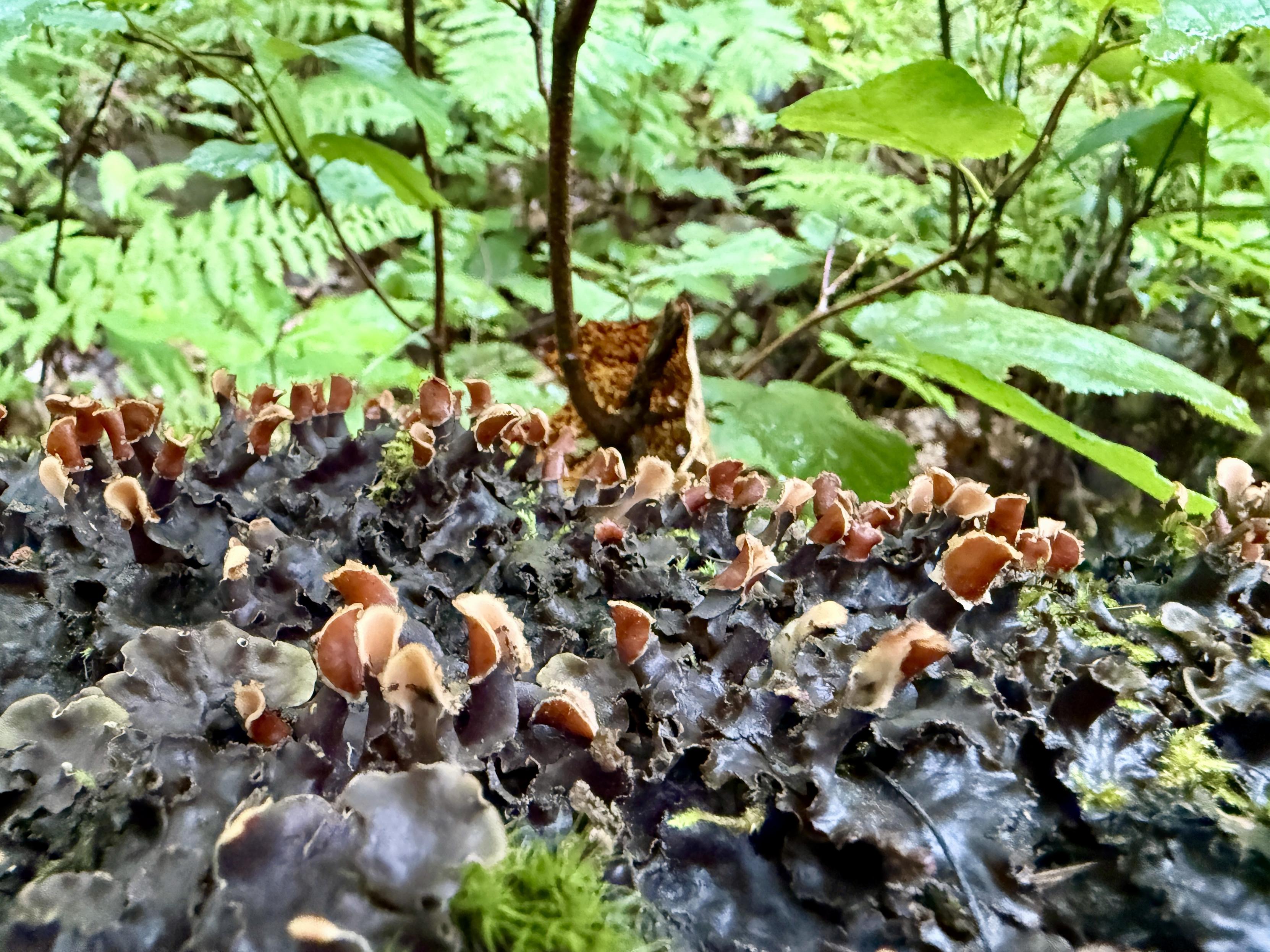 A black lichen with brown bits poking up, iNat says Horizontal Pelt Lichen and I believe the tan things are its "fruit"?