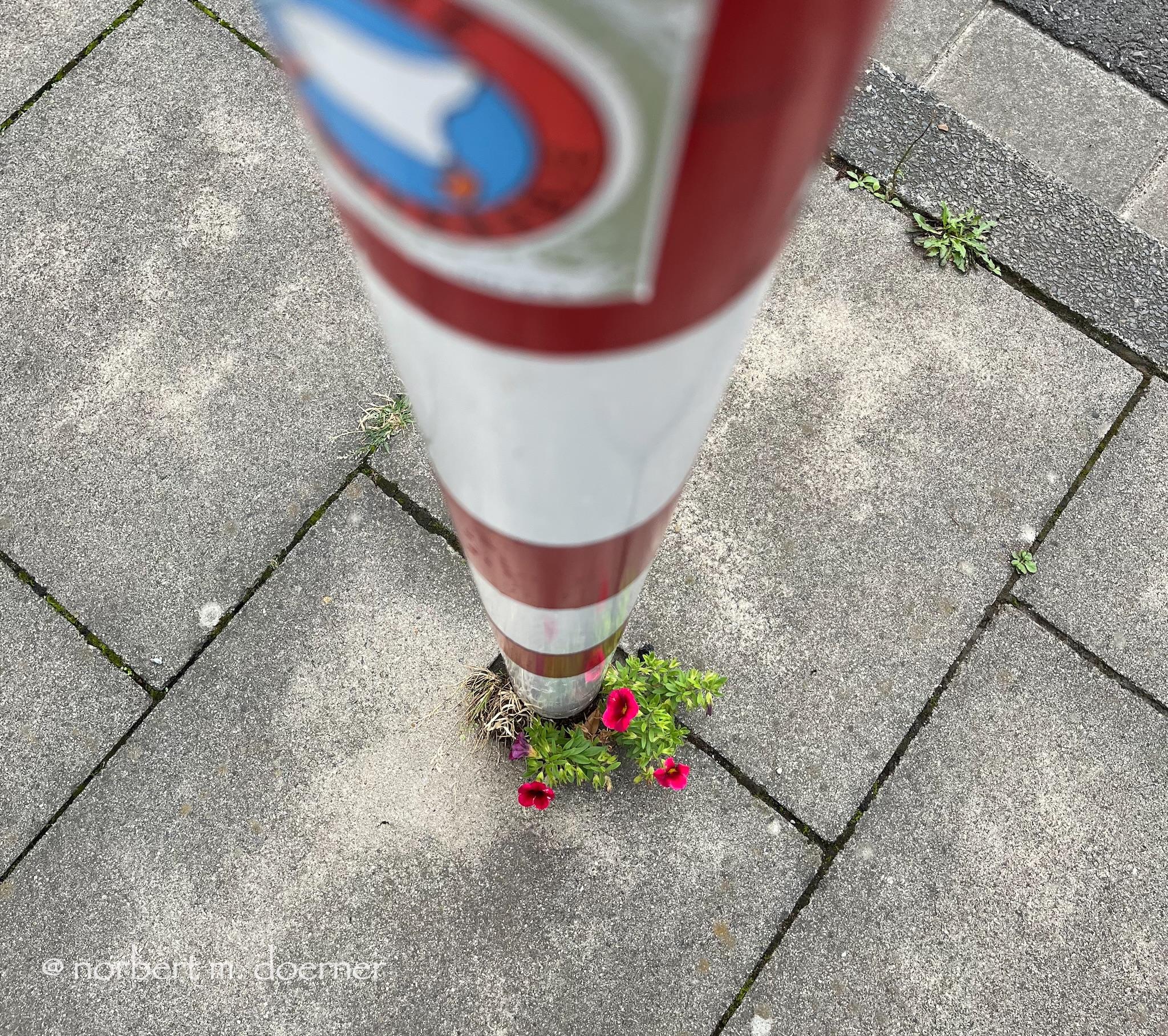 Auf einer Fläche aus grauen, quadratischen Steinplatten ragt ein rot-weiß geringelter Poller. Beim Blick von oben am Poller entlang sieht man unten auf dem Boden, da in der winzigen Fläche zwischen Poller und Platten eine grüne Pflanze mit schönen roten Blüten sprießt.