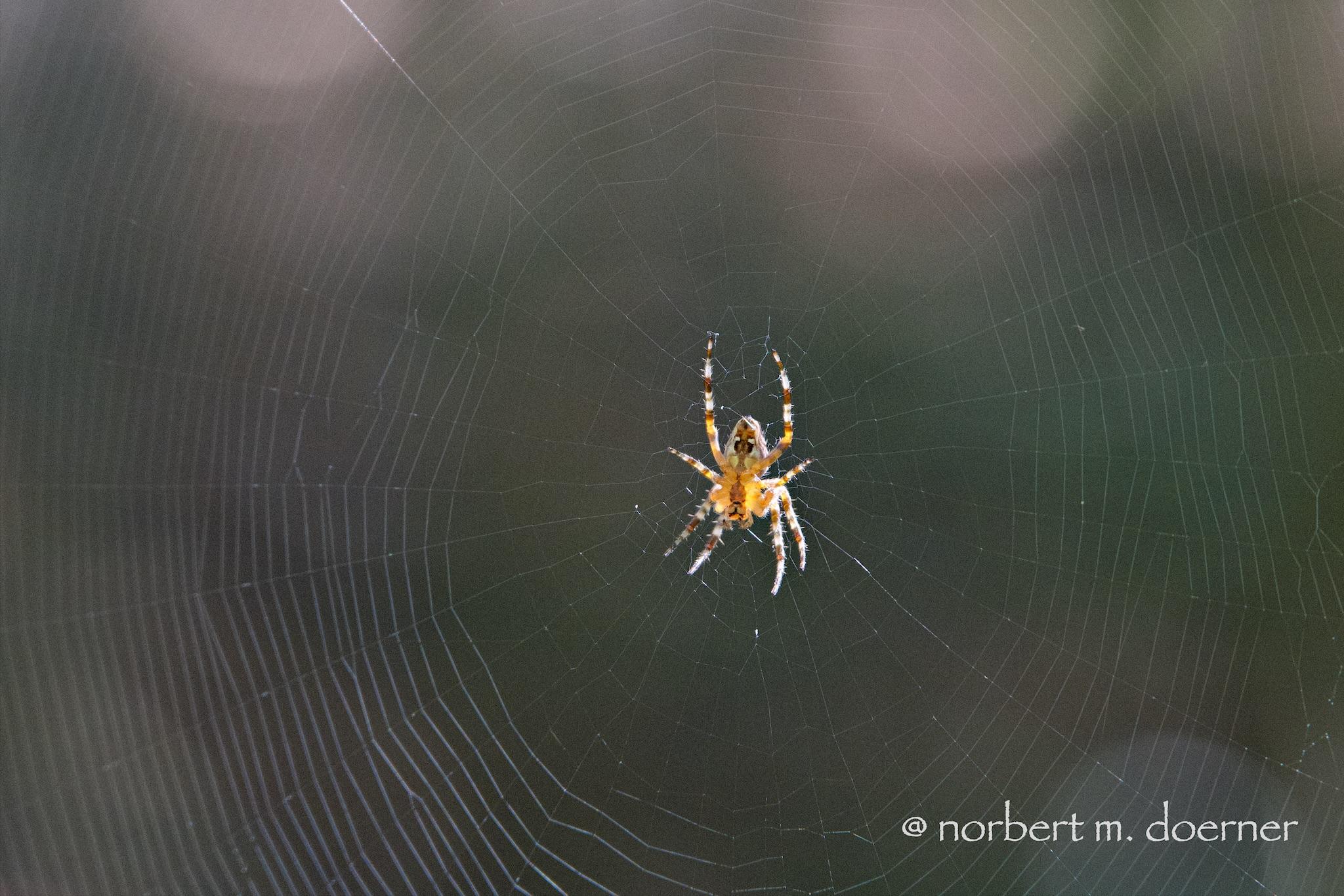Ein großes Spinnennetz vor einem dunkelgrauen Hintergrund, mit der Spinne in der Mitte des Netzes. Man sieht sie von unten, die im Sonnenlicht gelblich mit braunen Ringen leuchtenden acht Beine und der fast durchsichtig scheinende Körper mit Markierungen, die fast wie ein Gesicht aussehen...